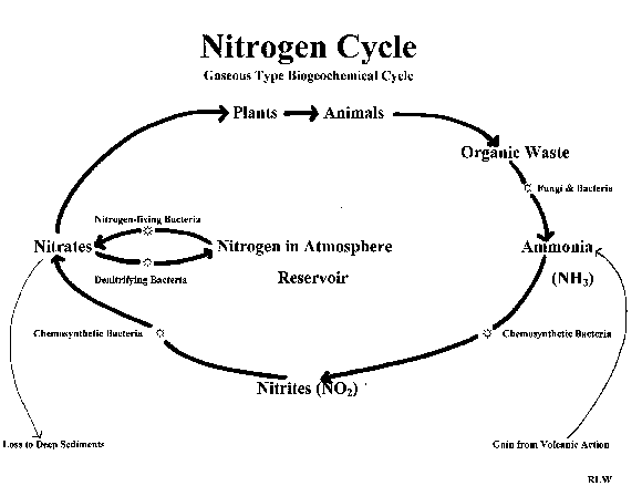 nitrogen cycle