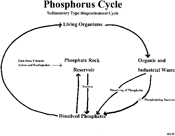 phosphorus cycle